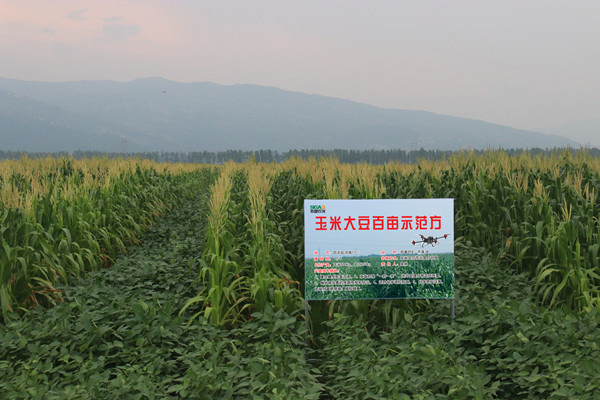 1667866631307634.jpg 玉米大豆百亩示范方 桑林.jpg
