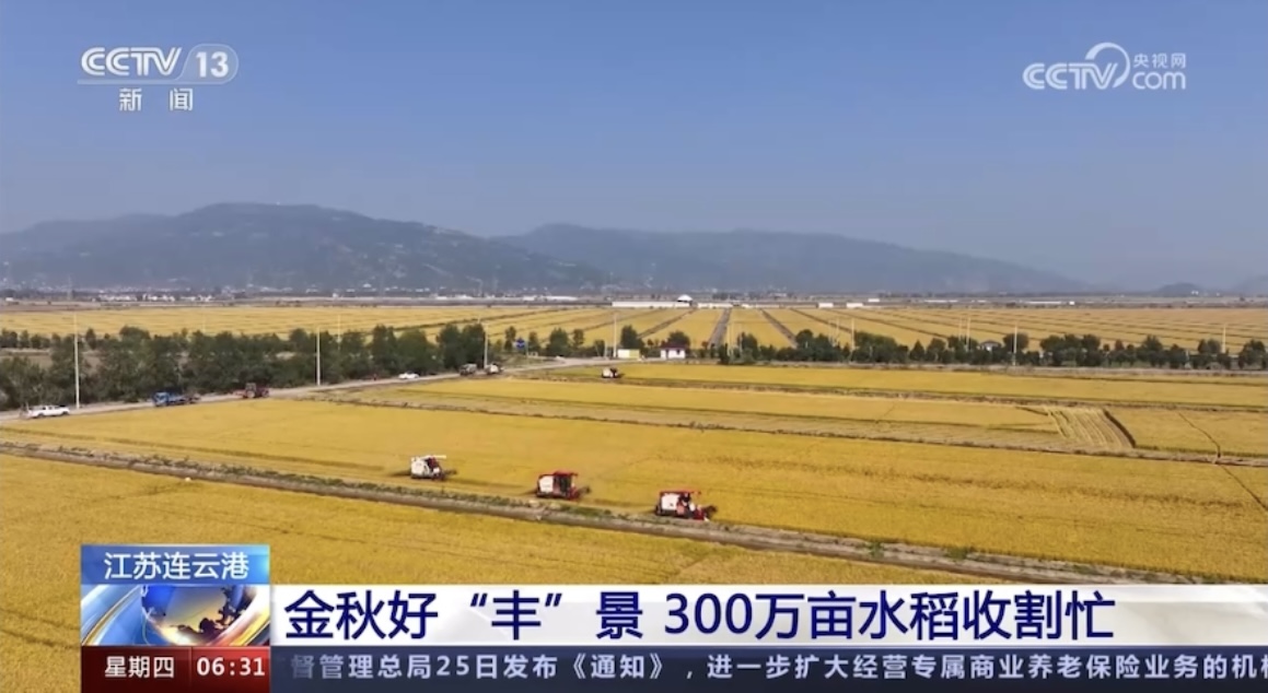 1698306034207106.jpg 20231026 央视《朝闻天下》关注云台农场“三秋”丰收景象.jpg